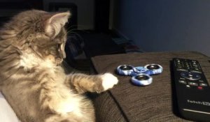 Un chat hypnotisé par un Fidget Spinner