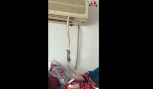 En Chine,un serpent pendant d'un climatiseur attrape une souris