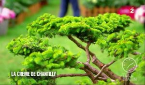 Jardin - La crème de Chantilly