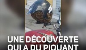 Des abeilles transforment un casque de moto en ruche