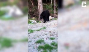 Un ours ouvre une fourgonnette de manière la plus simple possible avant de sauter dans le véhicule