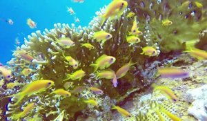 Les coraux de mer Rouge font de la résistance