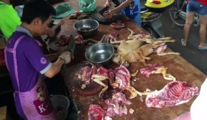 Chine: la fête de la viande de chien débute comme prévu