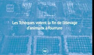 Quand la France continue les massacres, les Tchèques votent la fin de l’élevage d’animaux à fourrure