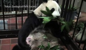C'est une fille! : le zoo de Tokyo annonce le sexe du bébé panda