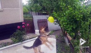 Ce berger allemand adore éclater des ballons