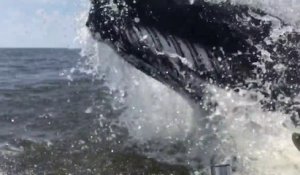 Une énorme baleine surgit à 1 mètre d'un bateau de pêcheurs !