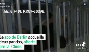Pandas : premières images au zoo de Berlin