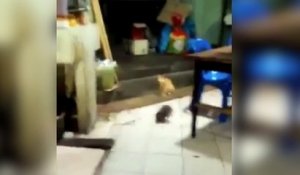 Un chat assiste à un combat de rat !