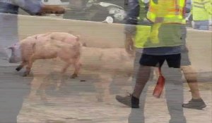 Etats-Unis : un camion rempli de cochons se renverse sur une autoroute du Texas