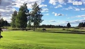 En Suède, un élan poursuit un golfeur !!