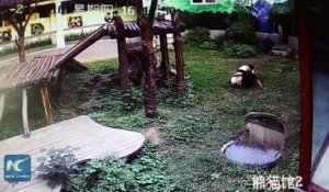 Ce panda géant attaque un homme introduit dans son enclos !