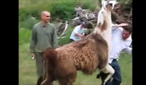 Vidéo compilation de lamas ayant de drôles de réactions au contact des humains