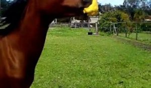 Ce cheval adore son nouveau jouet, un canard qui couine!