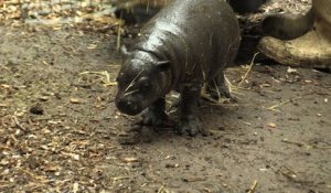 Naissance d'un bébé hippopotame nain dans un zoo chilien