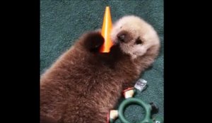 Quand Un Bebe Loutre Te Fait Un Petit Calin Adorable Sur Orange Videos