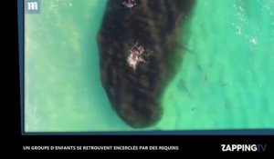 Australie : 400 requins encerclent un groupe d'enfants, les images terrifiantes (vidéo)