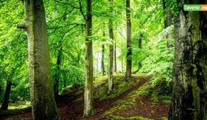 L'Avenir - La forêt de Soignes classée patrimoine de l'Unesco