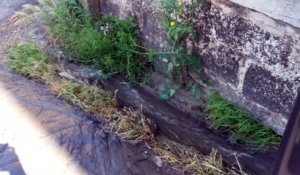 Fosses-la-Ville: Cette canalisation provisoire empoisonne la vie de Manuel et ses voisins depuis deux mois