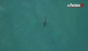 Une attaque de requin blanc lors d'une compétition de la World Surf League