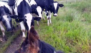 Ces vaches sont très intrigées par ce berger allemand !