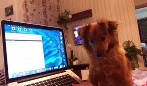 Un chien chante en entendant le bruit d'un l'ordinateur !