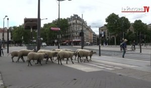 Des moutons dans la ville