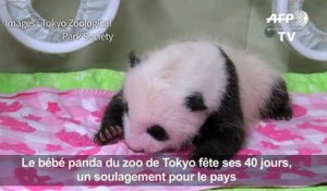 Ce bébé panda fête ses 40 jours : le Japon est en liesse !