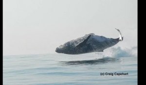 Une baleine à bosse saute complètement hors de l'eau (Afrique du Sud)