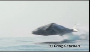Une baleine de 40 tonnes saute hors de l'eau... Quelle puissance