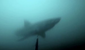 Ce plongeur se fait surprendre par un grand requin blanc qui l'attaque par derrière