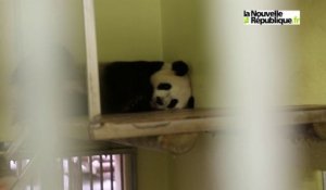 VIDEO (41) Une bébé panda attendu dans les prochains jours à Beauval