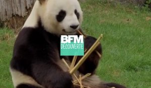 Huan Huan, la femelle panda du zoo de Beauval, attend un bébé