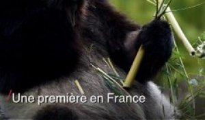 Zoo de Beauval: l'intrigante échographie d'un bébé panda