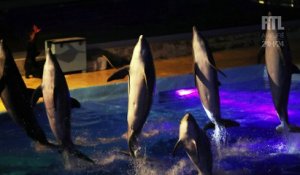Est-ce la fin des spectacles de dauphins et d'orques ?