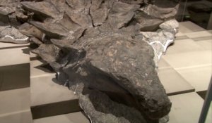 Des scientifiques révèlent l'histoire d'un dinosaure canadien