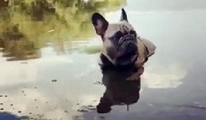 Ce chien adore se baigner avec des canards