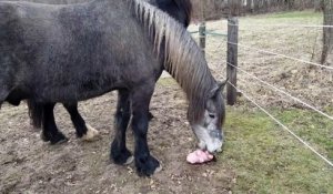 Un chien vole discrètement le jouet d'un cheval !