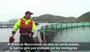 Russie: la mer de Barents, lieu idéal pour l'élevage du saumon