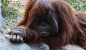 Mort d'un orang-outan qui maîtrisait la langue des signes