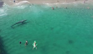 Une baleine nage près d'une plage
