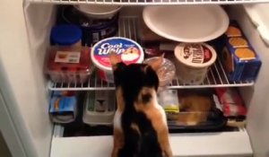Un chat se sert tout seul dans le frigo !
