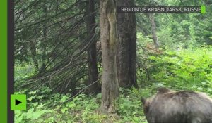 Observez cette «danse» d’un ours dans un parc naturel de Russie