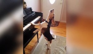 Doublement talentueux, ce chien chante et joue du piano