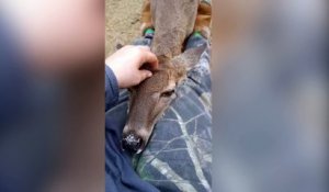 Un cerf s'endort sur les genoux d'une jeune femme !