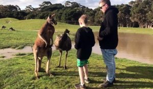 Australie : Un petit garçon reçoit un coup de poing en plein visage d'un kangourou