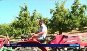 Lot-et-Garonne : des prunes de très bonne qualité cette année