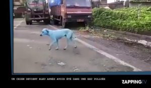 Un chien devient bleu après avoir nagé dans une rivière polluée (Vidéo)