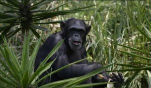 Des chimpanzés ont appris les règles du chifoumi