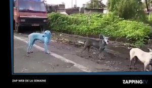 Zap Web : Un chien bleu, une tentative de carjacking, un défi fou avec une pizza… (Vidéo)